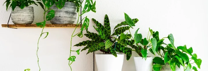 Grüne Pflanzen auf zwei Regalböden